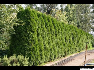 Живая изгородь из туи западной Смарагд - Smaragd