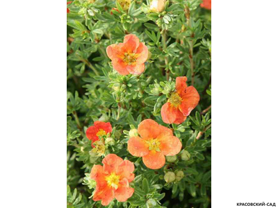 Лапчатка кустарниковая Ред Эйс