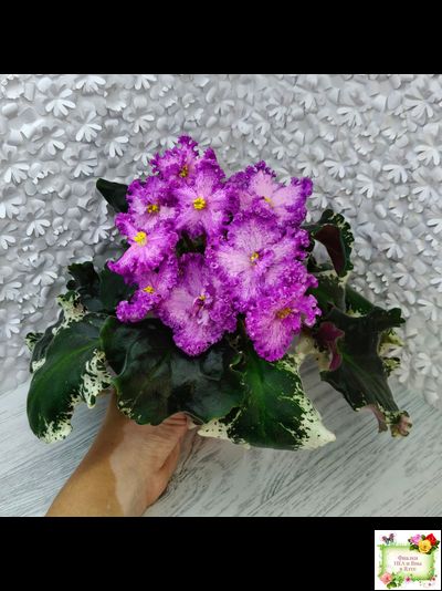 РС-Тропикана (С. Н. Репкина) 2015 г.