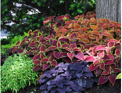 Колеус, кохиум