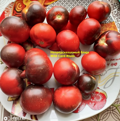 Томат Непредсказуемый блюз (Wild Card Blues) США