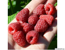 Малина Самохвал ремонтантная