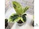 Ficus elastica "shivereana" / фикус эластика шивериана