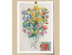 КМ - Первоцветы. Очный цвет полевой