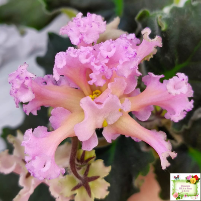 РМ-Оранжевое Лето (Н. Скорнякова) 2022 г. (детка)