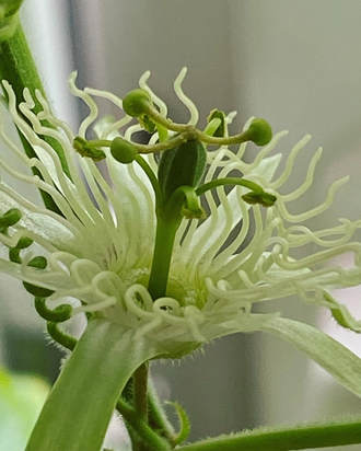 Passiflora Rubra / пассифлора красноплодная