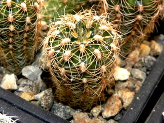 Gymnocalycium bruchii ssp.melojeri VG-272 (D=18-20мм)