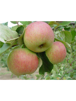 Яблоня Петр Первый  (зимняя), ЗКС (уценка)