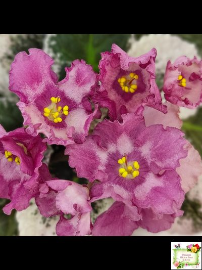 Aftershock (P. Sorano)