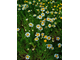 Ромашка римская (Anthemis nobilis/Chamaemelum nobile) Сербия, 1 г - 100% натуральное эфирное масло