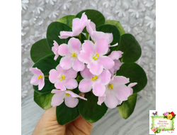 Н-Принцесса на Горошине (Н. Бердникова) 2014 г.