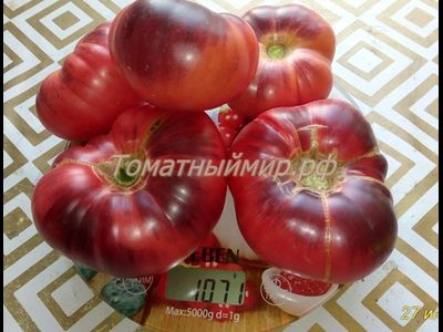 Томат Лазурный гигант (Azure Giant)