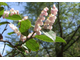 Гаультерия пахучая (Gaultheria fragrantissima) 5 мл - 100% натуральное эфирное масло
