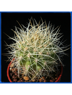 Pyrrhocactus andicola JN 1365