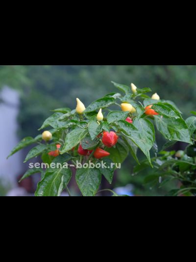 Перец полуострый Клубничка (10 шт)