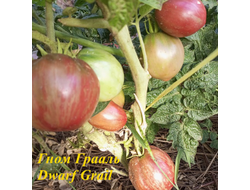 Томат Гном Грааль (Dwarf Grail)