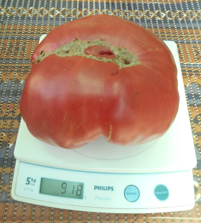 Томат  Немецкий гигант (German giant)