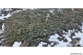 Можжевельник Блю Чип (Blue Chip) - фото зимой - Красовский-сад.рф