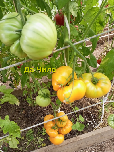 Томат Да Чило оранжевый (Da Chilo, США)