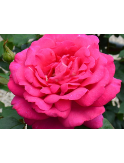 Веласкес (Velasquez)