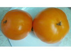 Томат Подарок солнца