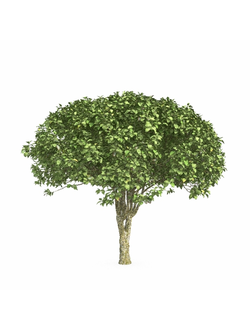 стриженые Бересклет европейский 1