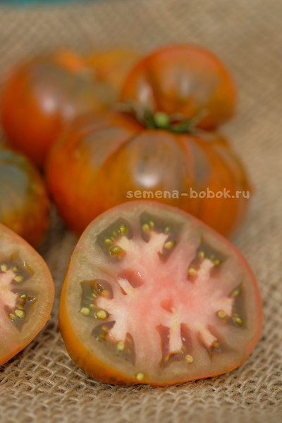 Томат Dwarf Chocolate Champion (Гном Шоколадный Чемпион), 10 шт