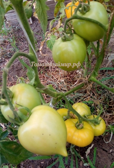 Томат Буденовка зеленая (Украина)