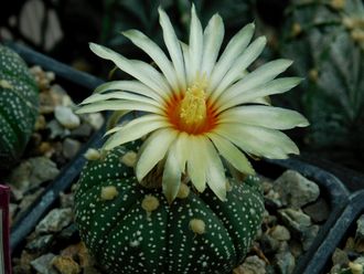 Astrophytum Miracle Kabuto Green + Aureа - 5 семян