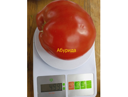 Томат Абурида