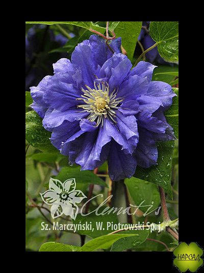 Клематис &quot;Kiri Te Kanawa&quot; (Кири Те Канава) (2 группа обрезки)