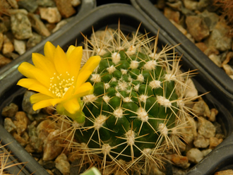 Weingartia riograndensis KK 507 - 10 семян