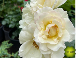 РОЗА ФЛОРИБУНДА КРИСТАЛИН (устойчива к болезням и дождю)