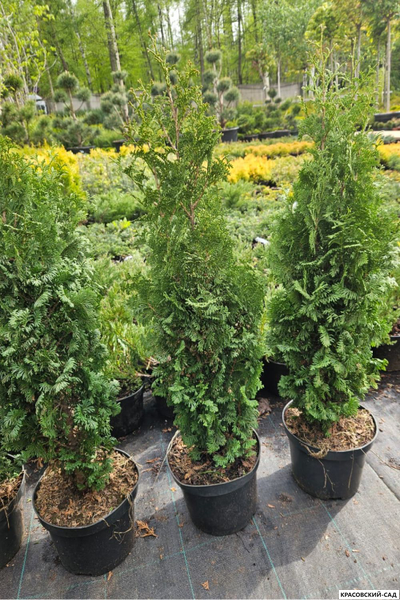 Туя Бробекс Тауэр - Brobeck's Tower