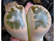 Lithops karasmontana ssp.bella C108 - 10 семян