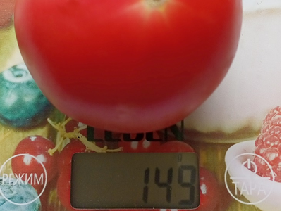 Томат Июнь розовый (June Pink)