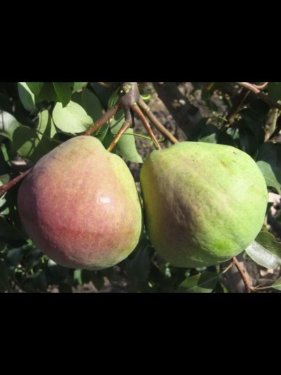 Елена (груша), 2года, ЗКС
