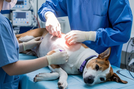 Хирургия . Кастрация и Стерилизация животных