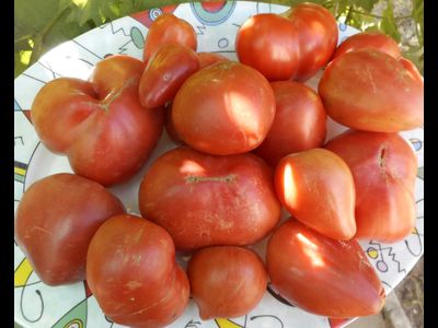 Томат Сердце дракона