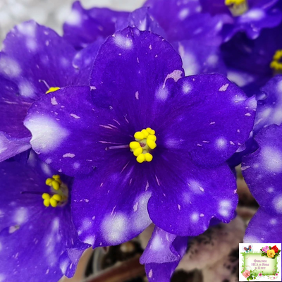 Rivermist Galaxy (J.Baker) (10973) 04/13/2018