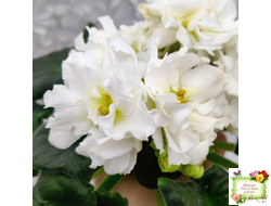 МК-Белая Кувшинка (М. Карпова) 2022 г.