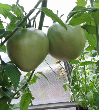 Семена томата Сердце Тибета