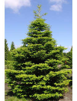 Пихта корейская