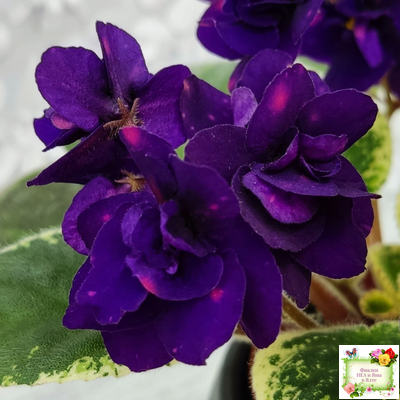 Mac's Smoldering Sapphire (G.McDonald)