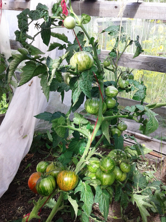 Семена томата Круглый Робин Гном