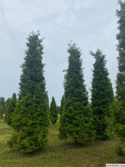 Туя Брабант 5 метров