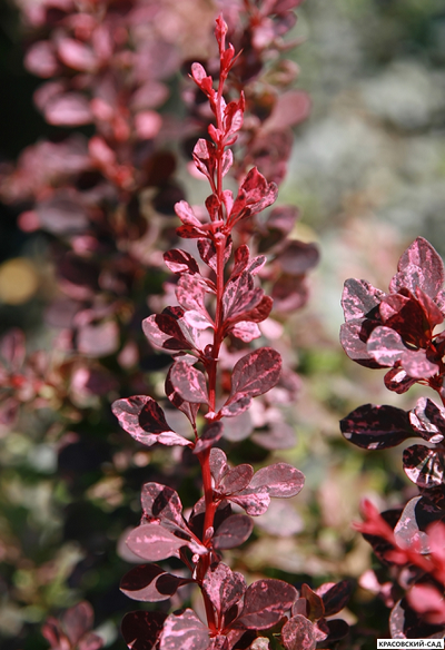 Барбарис Тунберга Атропурпуреа фото цветения красовский-сад.рф