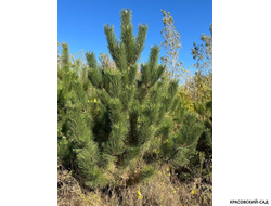 Сосна крымская черная Pínus Pallasiana - украшение сада- красовский-сад.рф