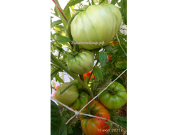 Томат Мегамутт (Megamutt , США)