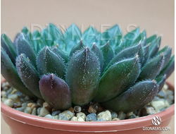 Echeveria Scorpio